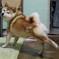 ポーズ！