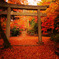 Autumn Carpet -紅の世界-