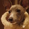 愛犬
