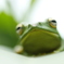 Frog#1