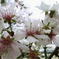 冬の桜
