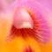 暖かな花