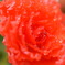 雫る花