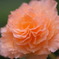柔かな花