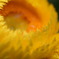 黄の花