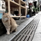 足を止めた猫
