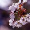 SAKURA 13