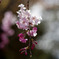 SAKURA 15