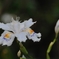 2009-04-12_0011