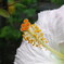 close-up