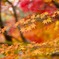 光明寺　紅葉