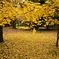 yellow 2