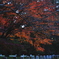 momiji 
