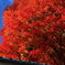 紅葉中