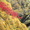 紅葉２