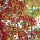 紅葉３