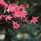 紅葉５