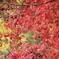 紅葉６