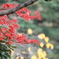 紅葉７
