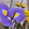 iris2