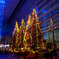 Bright  Tree