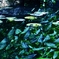 溜池の水鏡