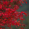 紅葉１