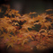 紅葉２
