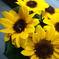 sun flower_1
