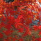 魚眼紅葉