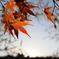 冬紅葉