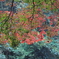 3割紅葉
