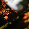 九年庵