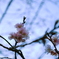 冬空に咲く桜