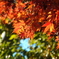 師走の紅葉