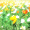 花・花・花