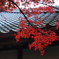 屋根紅葉