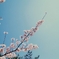 photo_15516
