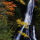 秋色大沢の滝
