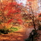 生田緑地の紅葉