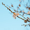 冬桜