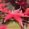 紅葉②