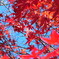 紅葉③