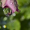 Fiori e acqua