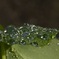 葉の上の水たまり