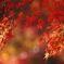 東福寺の紅葉
