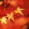 東福寺の紅葉