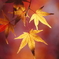タイヨウの紅葉