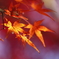 タイヨウの紅葉