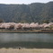対岸の桜